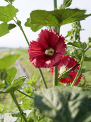タチアオイくんの開花リレーが開始