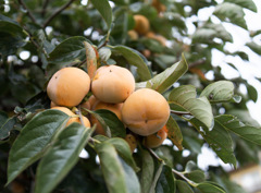 かきの色になってきた