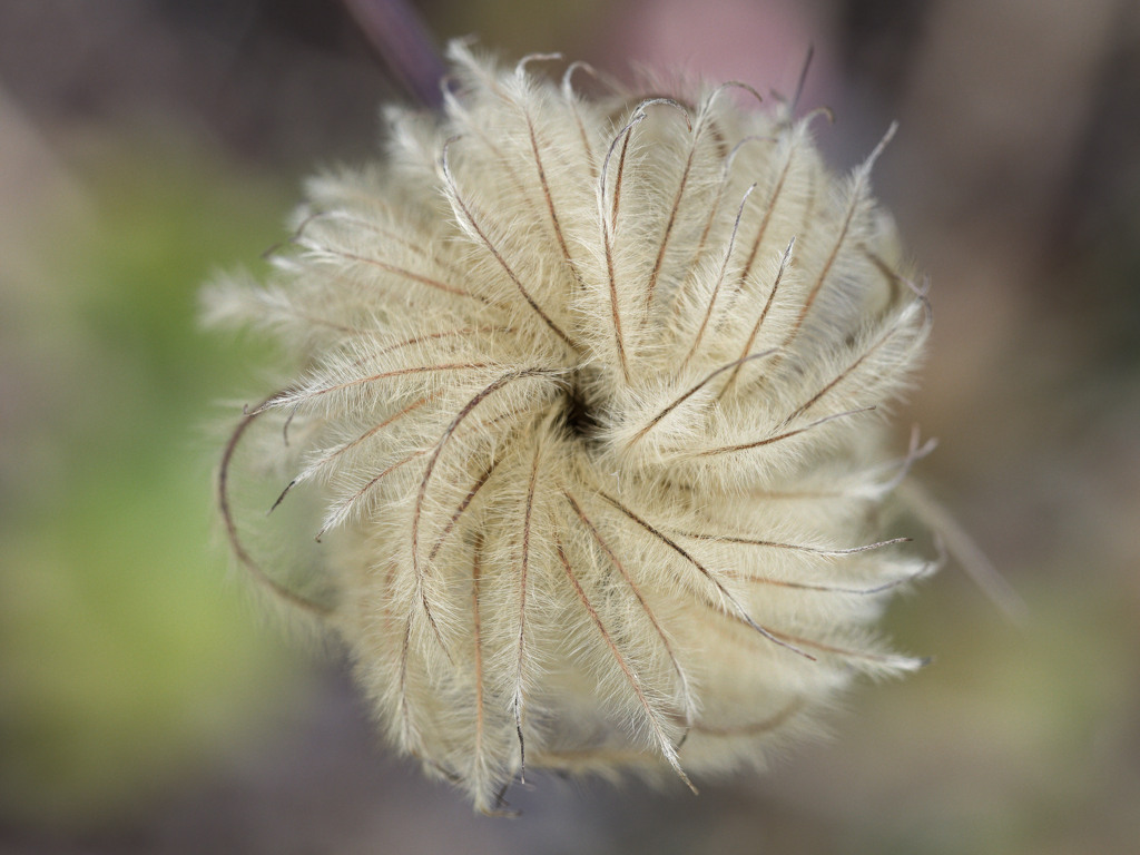 もしゃもしゃくん