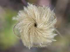 もしゃもしゃくん