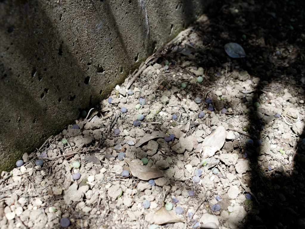 ごろごろ木の実