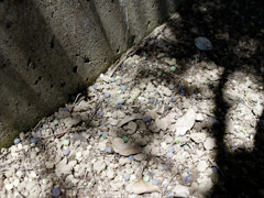 ごろごろ木の実