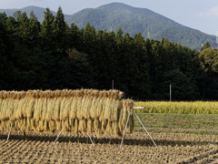 掛け干し