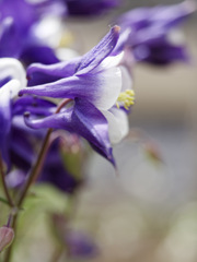 横顔が印象的なオダマキくん
