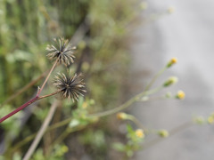 くっつきのプロ