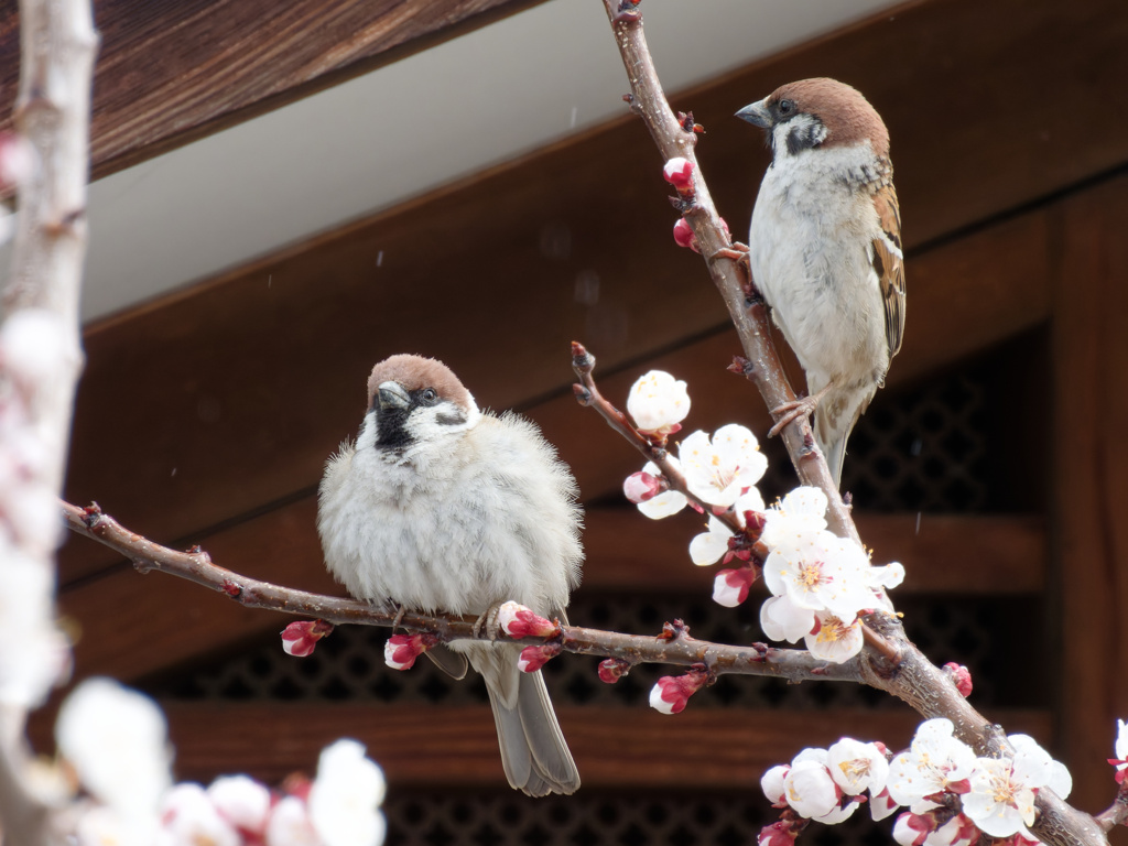 梅夫婦かも