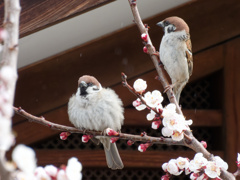 梅夫婦かも