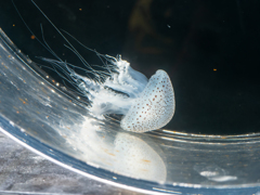 ヒョウガライトヒキクラゲ