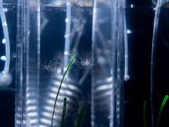 カギノテクラゲ