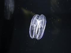 ツノクラゲ