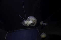 ビゼンクラゲ