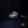 ビゼンクラゲ