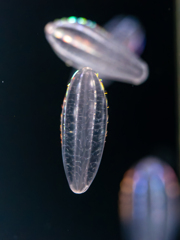 ウリクラゲ