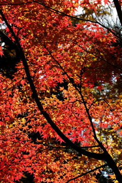 奈良公園