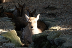奈良公園の鹿