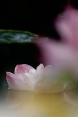 蓮