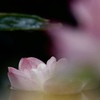 蓮