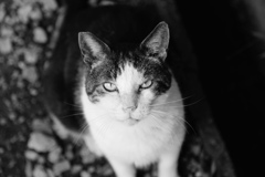 神社猫