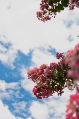 夏花②