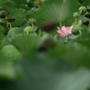 夏　最後の一輪