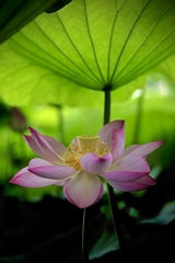 蓮の花