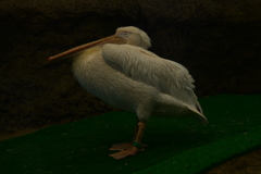 円山動物園③