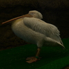 円山動物園③