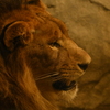 獅子