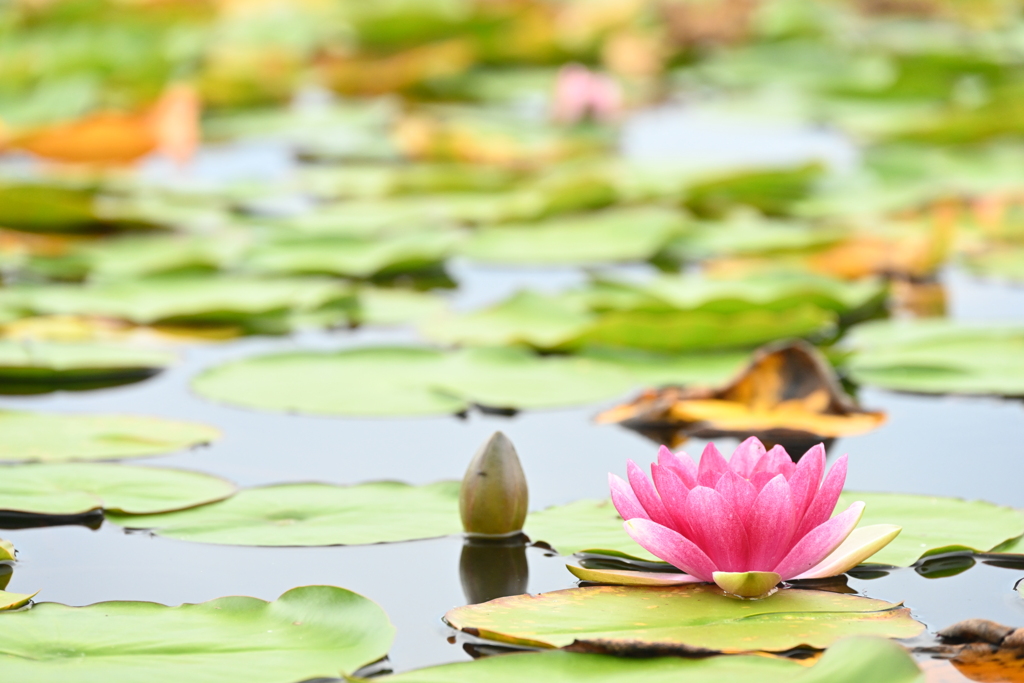 大沼野営場の蓮の花