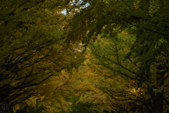 秋の北海道大学②
