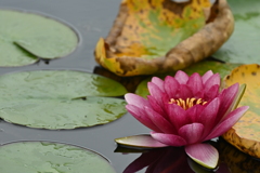 大沼野営場の蓮の花