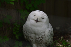 円山動物園②