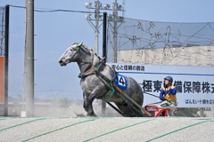 ばんえい競馬