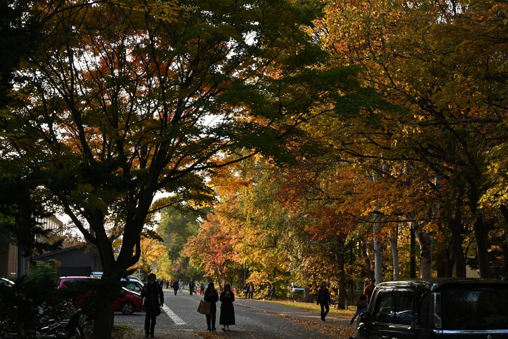 秋の北海道大学①