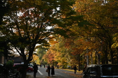 秋の北海道大学①
