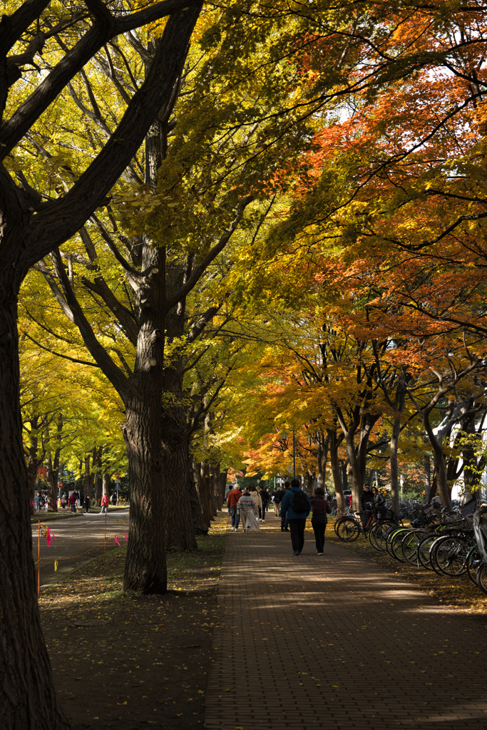 北海道大学イチョウ並木