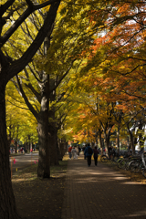 北海道大学イチョウ並木