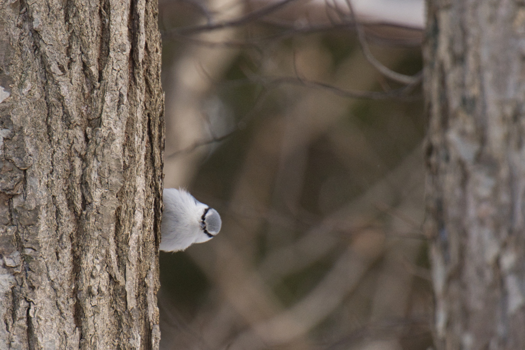 ゴジュウカラ①