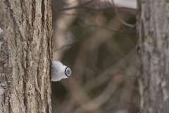 ゴジュウカラ①
