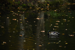 円山公園