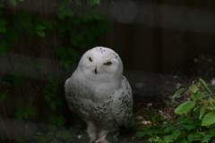 円山動物園①