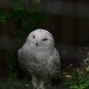 円山動物園①