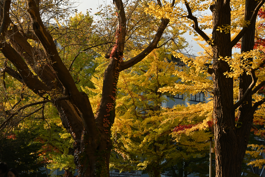 秋の北海道大学④
