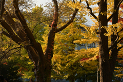 秋の北海道大学④