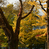 秋の北海道大学④