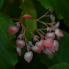 百合が原公園にて