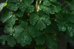 雨上がり