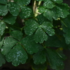 雨上がり