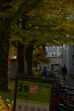 秋の北海道大学③