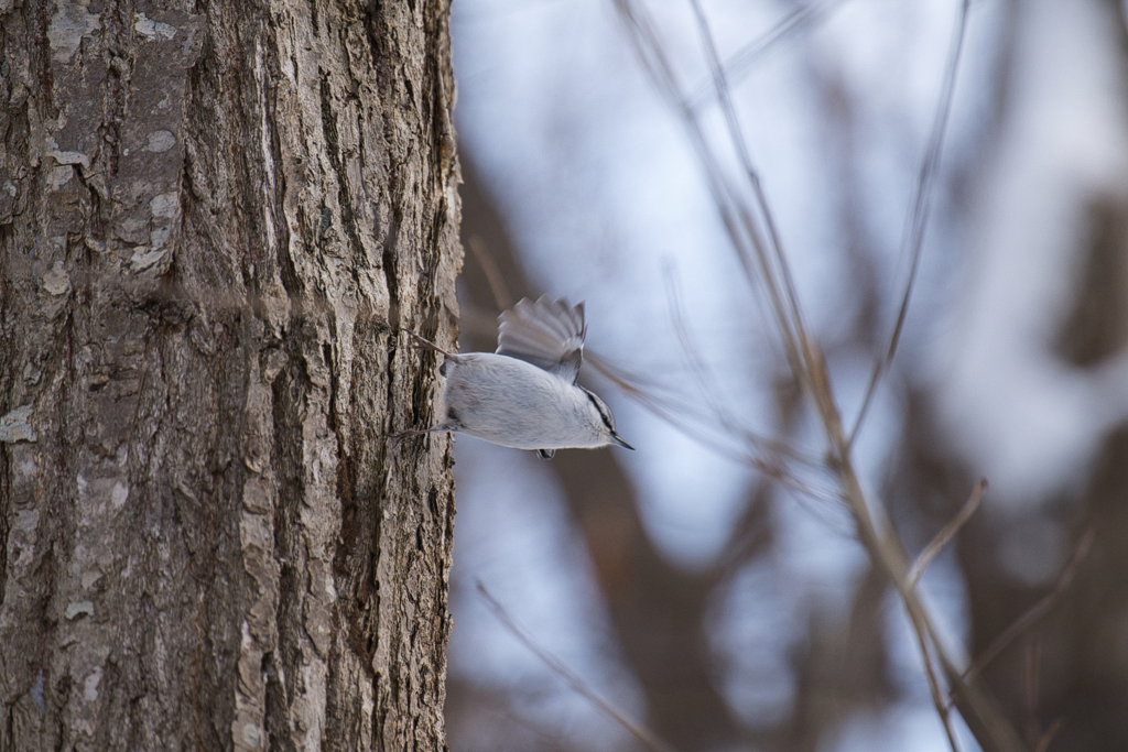 ゴジュウカラ②
